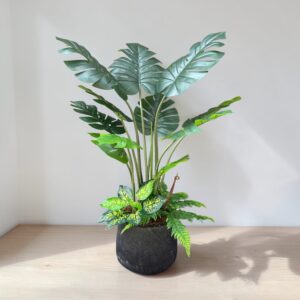 Cây lá rùa trang trí không gian xanh 1m2 không chậu
