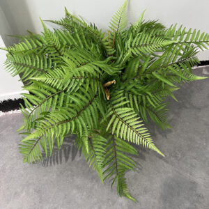 Dương xỉ giả, cụm cây điểm trang trí