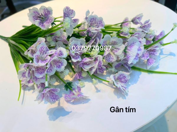 hoa thuỷ tiên gân trắng