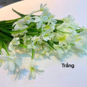 cành hoa thủy tiên trắng