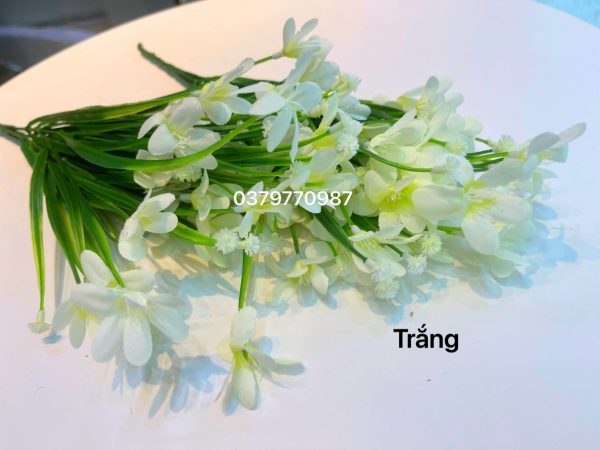 cành hoa thủy tiên trắng