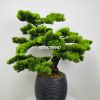 Cây tùng - cây bonsai