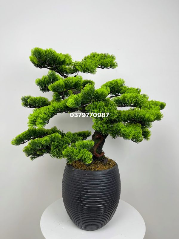 Cây tùng - cây bonsai