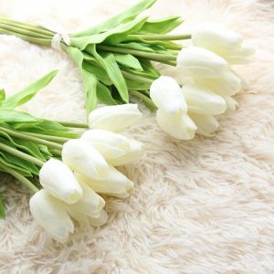 Hoa tulip trắng tinh khiết