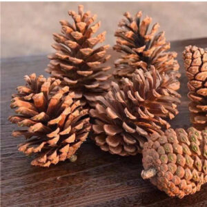 Quả thông khô trang trí noel, quả trang trí cây thông