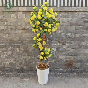 Cây Hoa Hồng Pháp tán tròn cao 170cm – thân gỗ