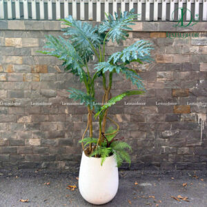 Cây Trầu Bà Cánh Phượng - Trầu Bà Thanh Xuân rễ cao 180cm kèm chậu