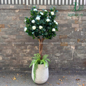 Cây hoa trà mi thân gỗ lũa 165cm kèm chậu